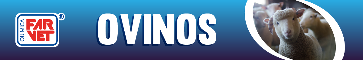 banners-ovinos-2021_qf-1