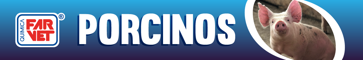 banners-porcinos-2021_qf